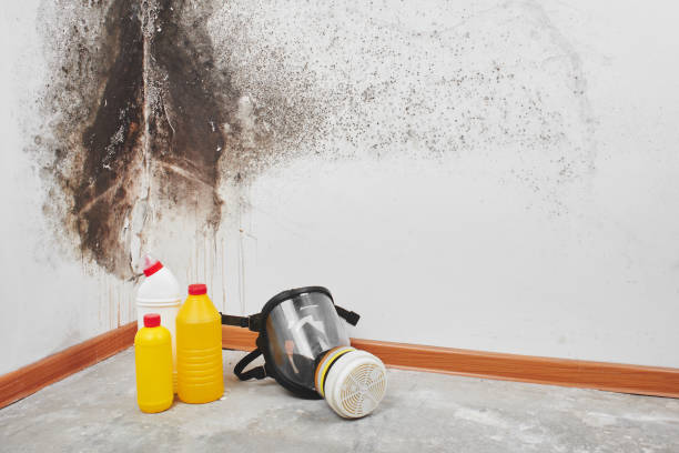 Best Mold Remediation  in Egan, LA