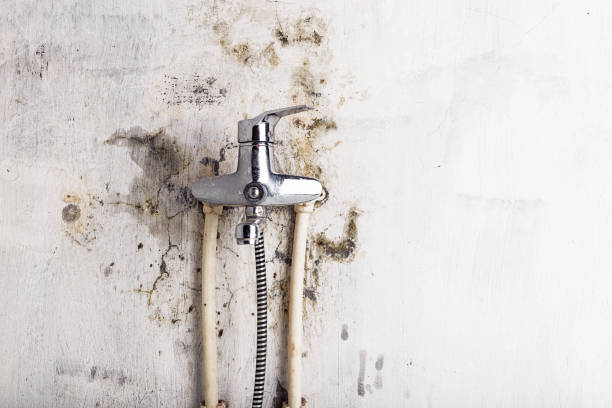 Reliable Egan, LA Mold Removal Solutions
