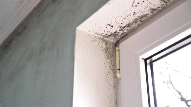 Best Attic Mold Removal  in Egan, LA