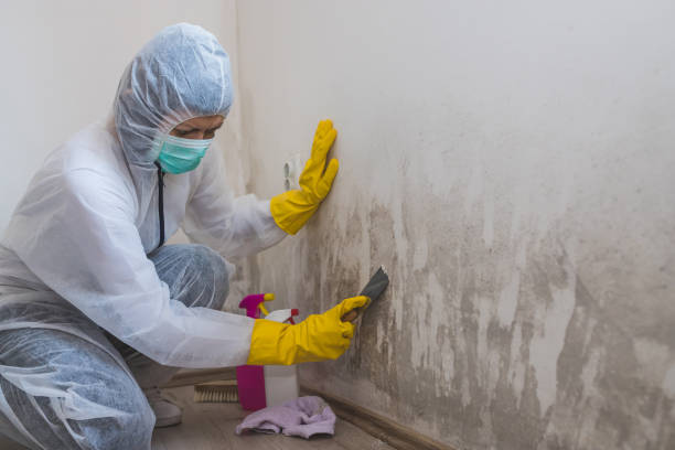 Best Local Mold Removal Service  in Egan, LA