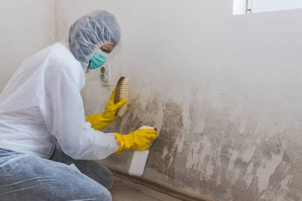Best Emergency Mold Removal  in Egan, LA