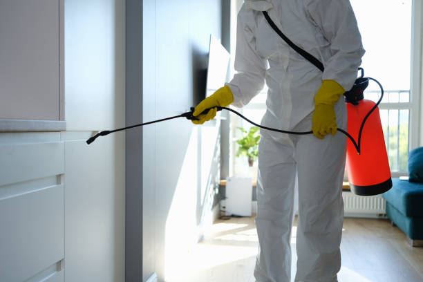 Attic Mold Removal in Egan, LA