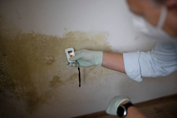 Best Office Mold Removal Services  in Egan, LA