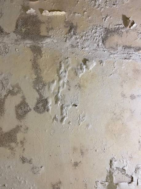 Best Water Damage Restoration  in Egan, LA