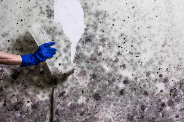 Best Local Mold Removal Service  in Egan, LA